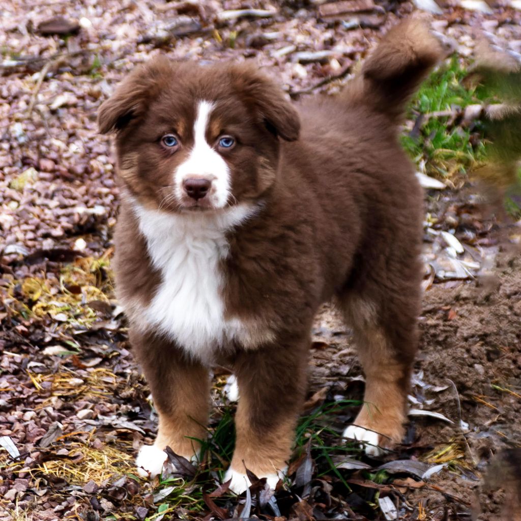 chiot Berger Australien Des Perles De Mona